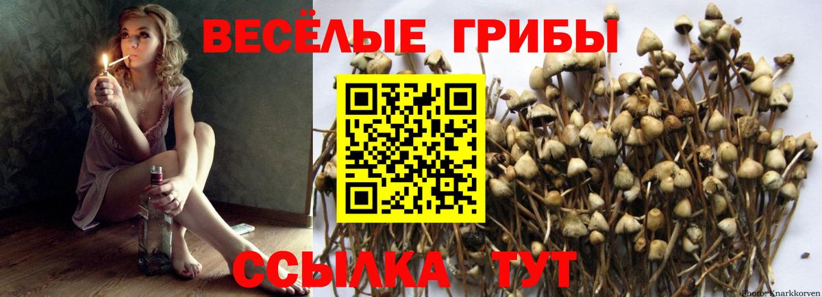 Галлюциногенные грибы Cubensis Коряжма
